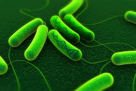 Green glowing bacterial cells