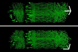 Using a new technique that allows them to enlarge brain tissue, MIT scientists created these images of neurons in the hippocampus.

