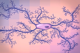 An artist's illustration of microglia, a type of brain cell. The findings suggest that microglia are very active in Alzheimer’s disease, although it is unknown exactly how they contribute to the disease.