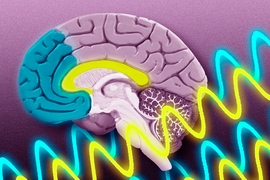 Two areas of the brain — the hippocampus (yellow) and the prefrontal cortex (blue) — use two different brain-wave frequencies to communicate as the brain learns to associate unrelated objects.