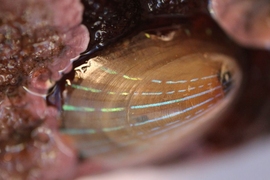 Scientists at MIT and Harvard University have identified two optical structures within the blue-rayed limpet’s shell that give its blue-striped appearance. 