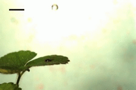 (Animated GIF) Researchers have developed a theoretical model to describe the relationship between a leaf’s flexibility, the fragmentation of the fluid, and its resulting pattern of raindrop-induced dispersal. The model, Bourouiba says, may eventually help farmers design fields of alternating crops. 