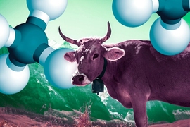 Individual cows can produce up to 500 liters of methane a day; the species accounts for about one-third of total methane emissions. The structures shown represent the structure of methane.