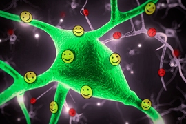 Neuroscientists from MIT’s Picower Institute for Learning and Memory have identified two populations of neurons in the amygdala that process positive and negative emotions.
