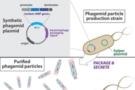 Overview of antibacterial phagemid construction. Phagemid plasmids are first transformed into a production strain harboring a helper plasmid. Next, secreted phagemid particles are isolated from the production strain and purified. Resulting engineered phagemid particles are then used to infect target bacteria.