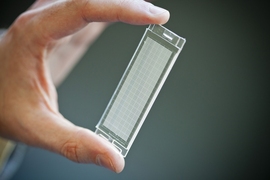 Love holds a microfluidic device, developed in Hidde Ploegh's lab, that resembles a tiny ice cube tray, with individual compartments for each cell. Love and Ploegh designed the device, which can be used to isolate many individual cells and simultaneously measure the antibodies and other proteins that each cell secreted. 