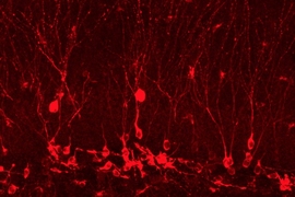 This image shows newborn cells in the hippocampus that were the result of the researchers' memory reactivation.
