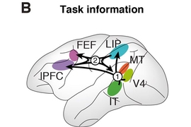 This image shows the results for the dynamic interplay of the sensory, task, and cue information in the brain's cortex: sensory information (left) flowed from the V4 and MT to several other cortical regions; task information (center) starts in the V4 and IT, before flowing forward and backward; choice signals (right) built up in PFC and LIP, before traveling to cortical regions in the front and ba...