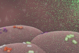 The illustration depicts Bacteroides thetaiotaomicron (white) living on mammalian cells in the gut (large pink cells coated in microvilli) and being activated by exogenously added chemical signals (small green dots) to express specific genes, such as those encoding light-generating luciferase proteins (glowing bacteria).