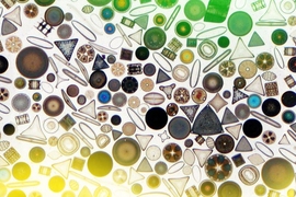 A variety of marine diatoms.