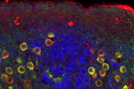 This image shows entorhinal "ocean cells" (red) and "island cells" (blue). Green fluorescence indicates ocean cells that have been genetically altered.