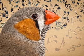 When zebra finches first begin to sing, they produce only nonsense syllables similar to the babble of human babies. Now researchers at MIT have uncovered the brain activity that supports the birds’ song-learning process.
