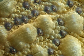 Close-up image of part of the shell of a chiton (Acanthopleura granulata) shows the two kinds of sensory organs that cover the shell surface. The eyes are the dark bumps with shiny centers. The exact function of other sensory organs called aesthetes (small bumps with black centers) is not yet known.