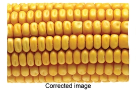 An example of the Non-Local Variations algorithm that automatically detects and visualizes small deformations between repeating structures in a single image. On the left is the original image. In the middle image, the variability in the shape of the corn’s kernels is reduced, and the misalignment of rows is corrected. In the right image, the method is used to exaggerate the variations, with subt...