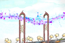 MIT neuroscientists discovered that the protein CPG2 connects the cytoskeleton (represented by the scaffold of the bridge) and the endocytic machinery (represented by the cars) during the reabsorption of glutamate receptors. Each "car" on the “bridge" carries a vesicle containing glutamate receptors.
