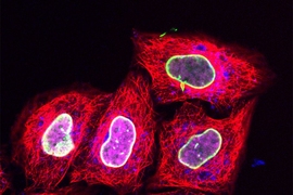 Using a new protein labeling technique based on squeezing cells, researchers labeled the nuclear envelope protein LaminA with green probes and histone 2B with magenta. Using traditional protein labeling, they also stained microtubules red and a lysosomal protein blue.