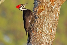 How do woodpeckers peck without incurring brain injury? A new MITx video series with MIT Professor Lorna Gibson brings an engineering approach to birding. 