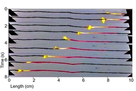 In this time-lapse series of photos, progressing from top to bottom, a coating of sucrose (ordinary sugar) over a wire made of carbon nanotubes is lit at the left end, and burns from one end to the other. As it heats the wire, it drives a wave of electrons along with it, thus converting the heat into electricity.
