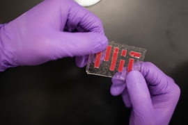 Engineers at MIT have devised a method to bind two stretchy materials: gelatin-like polymer materials called hydrogels, and elastomers, which are impervious to water and can thus seal in the hydrogel’s water.