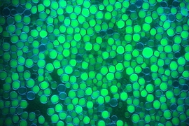 The ability to ferment low-cost feedstocks under nonsterile conditions may enable new classes of biochemicals and biofuels, such as microbial oil produced by the yeast Yarrowia lipolytica (shown here, oil in lipid bodies is stained green and cells walls stained blue).
