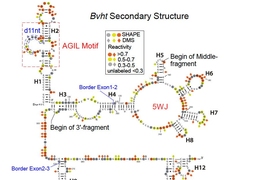 MIT biologists have deciphered the structure of a long noncoding RNA known as Braveheart. They found that the AGIL motif, at top left, is critical to the molecule’s function.
