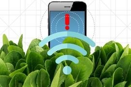 By embedding spinach leaves with carbon nanotubes, MIT engineers have transformed spinach plants into sensors that can detect explosives and wirelessly relay that information to a handheld device similar to a smartphone.
