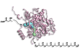 Pictured here is a structural diagram of the PHA enzyme, which bacteria use to produce long polymer chains similar to plastics. MIT chemists have identified the openings through which the polymer building blocks enter and the finished chain emerges.

