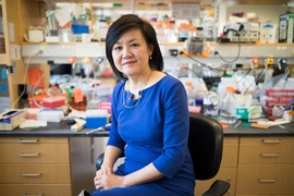 “…[I]f humans behave similarly to mice in response to this treatment, I would say the potential is just enormous, because it’s so noninvasive, and it’s so accessible,” says Li-Huei Tsai, the Picower Professor of Neuroscience, when describing a new treatment for Alzheimer’s disease.