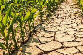 MIT scientists have found that climate change will likely worsen drought conditions in parts of Africa, dramatically reshaping the production of maize throughout sub-Saharan Africa as global temperatures rise over the next century. 
