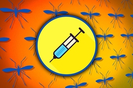 MIT researchers have devised a new vaccine candidate for the Zika virus. “It functions almost like a synthetic virus, except it’s not pathogenic and it doesn’t spread,” says postdoc Omar Khan.
