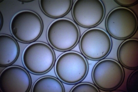 Researchers at MIT have devised tiny “microlenses” from complex liquid droplets, such as these pictured here, that are comparable in size to the width of a human hair.
