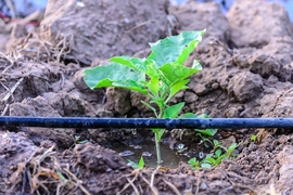 Engineers at MIT have found a way to cut the cost of solar-powered drip systems by half, by optimizing the drippers. Furthermore, these new drippers can halve the pumping power required to irrigate, lowering energy bills for farmers. Pictured is an example of a current drip system. 
