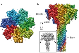 Collaborative research by Bradley Pentelute, the Pfizer-Laubach Career Development Associate Professor in Chemistry, and scientists at UCLA and Harvard Medical School, used cryo-electron microscopy to understand the mechanisms behind anthrax bacteria toxin delivery system (shown here).