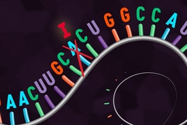 A  new “REPAIR” system edits RNA, rather than DNA.
