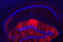 The red staining shows hippocampal dentate gyrus (DG) engram cells, which store a long-term fear memory and have the light sensitive optogenetic protein channelrhodopsin-2. The blue staining shows all cells in the dorsal hippocampus brain region, including non-engram cells (blue color staining only).
