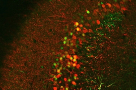 A high magnification image shows hippocampal CA3 memory engram cells (red). One day after learning, memory recall tests are performed and the recall-induced activated CA3 cells are shown in green staining. The red CA3 engram cells that are also green (i.e., yellow by overlap) represent engram cells that have been reactivated during memory recall.
