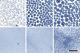 Optical images demonstrate that when water droplets condense on an oil bath, the droplets rapidly coalesce to become larger and larger (top row of images, at 10-minute intervals). Under identical conditions but with a soap-like surfactant added (bottom row), the tiny droplets are much more stable and remain small.

