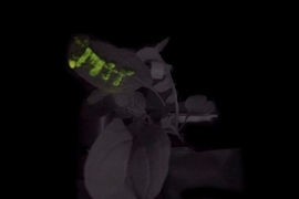 Glowing MIT logo printed on the leaf of an arugula plant. The mixture of nanoparticles was infused into the leaf using lab-designed syringe termination adaptors. The image is merged of the bright-field image and light emission in the dark. 
