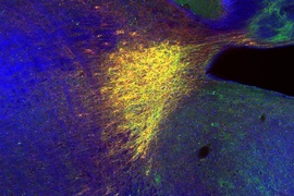 The image shows the locus coeruleus, which drives neuronal circuits of the hippocampus and enables novel contextual memory. The red staining shows norepinephrine transporter (NET)-positive cells, indicating the locus coeruleus. The green staining shows adeno-associated virus (AAV)-mediated expressions of light-sensitive inhibitory opsin, archaerhodopsin (Arch). The blue staining shows all cells in...