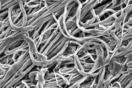 New ultra-fine fibers created by the MIT team are seen in a Scanning Electron Microscope (SEM) image.
