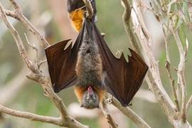 Animals have evolved all manner of adaptations to get the nutrients they need. For nectar-feeding bats, long snouts and tongues let them dip in and out of flowers while hovering in mid-air. To help the cause, their tongues are covered in tiny hairs that serve as miniature spoons to scoop and drag up the tasty sap. 