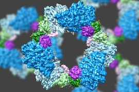 Using a state-of-the-art type of electron microscopy, an MIT-led team has discovered the structure of an enzyme that is crucial for maintaining an adequate supply of DNA building blocks in human cells. 
