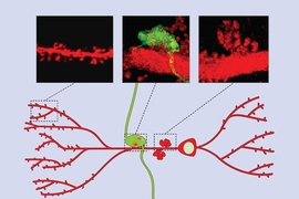 This schematic shows two types of synaptic structures on CA3 neurons. The smaller spines, labeled in red in the image at left, are more involved in memory retrieval. The large green structure (center image) represents a synapse between a CA3 neuron and an incoming axon from the dentate gyrus. At right is a close-up of a large, multi-branched spine without the labeled input from the dentate gyr...