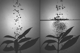 Photos illustrate how the tiny droplets produced by a mesh barrier prevent plants from being pummeled by the larger droplets from either rainfall or the spraying of pesticides, herbicides and fertilizers. The smaller droplets in the image at right have little effect on the plant, while the droplets at left batter its leaves heavily.