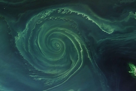 Edward Doddridge, a postdoc in the Department of Earth, Atmospheric and Planetary Sciences at MIT, co-developed a model to investigate the mechanism behind phytoplankton growth within gyres in the Journal of Geophysical Research: Oceans.