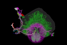 Individually traced dopaminergic neurons in the right hemisphere of a fruit fly brain, innervating the fan-shaped body (green), ellipsoid body (magenta), and noduli (green).