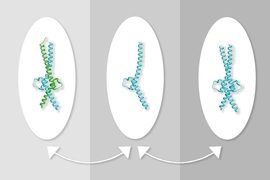 MIT researchers have discovered a way to manipulate the interactions of the proteins Myc and Max, which regulate gene transcription. At left, Myc interacts with Max, at center, Max is alone, at right, two molecules of Max.