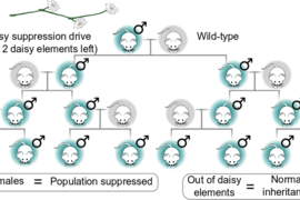 A daisy drive might be used to suppress populations by ensuring the preferential inheritance of a male-determining element. Because it eventually runs out of daisy links and stops, it will only affect local populations.