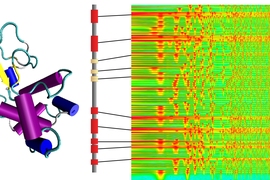 Diagram depicts the translation between music and protein structure devised by MIT researchers. The vertical shape at center shows the sequence of amino acids in the protein, depicted as different colored bars. To the left, the shape that this sequence of amino acids folds into, forming a functional protein. To the right, the spectrum of sounds represented by each of those amino acids.