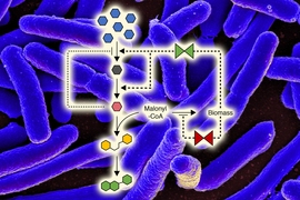 MIT chemical engineers have incorporated two switching points into metabolic pathways of E. coli, which can help boost the microbes’ production of useful compounds.